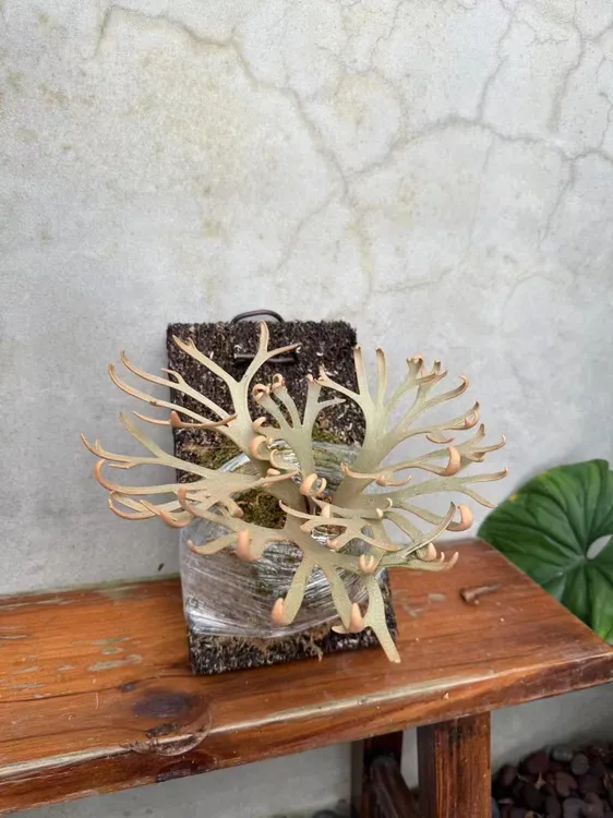 鹿角蕨 十二田混播 可挑