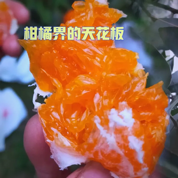 丰奕春【阿密达-爱媛46】正宗嫁接苗高端品种水果之一基地直发包邮