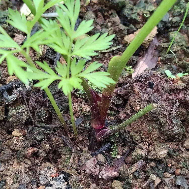 云南红杆小叶川芎苗药食同源香味独特好养活耐低温