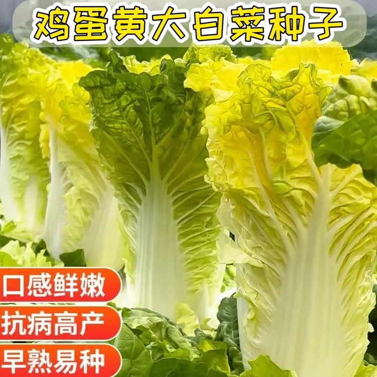 【鸡蛋黄大白菜种子】家庭阳台小院四季种植盆栽地栽易种易活