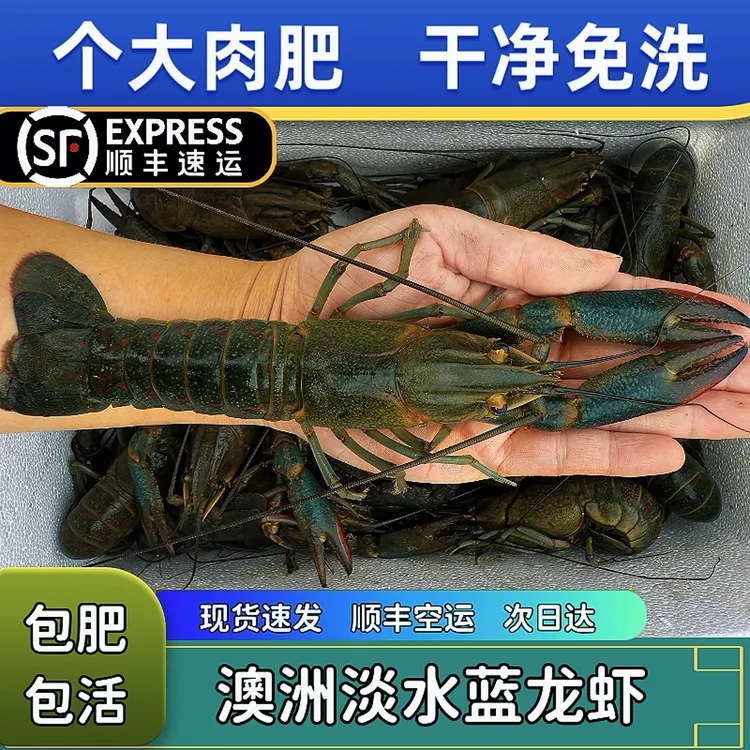 澳洲淡水蓝龙虾！顺丰空运！次日达！