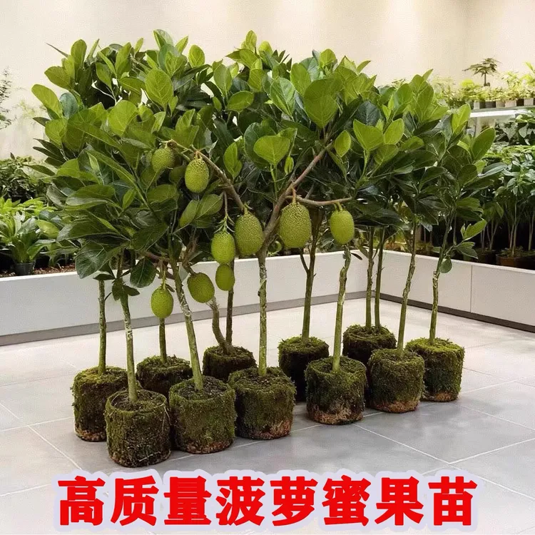 新品种印尼红菠萝蜜苗 四季开花结果 干苞脆甜蜜香口感