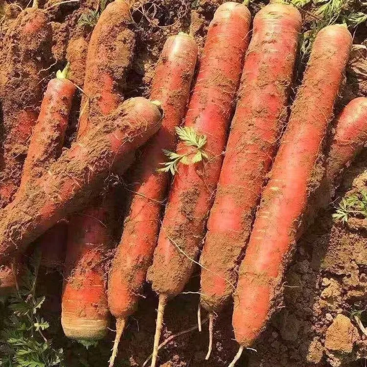 陕西沙地新鲜水果红萝卜脆甜多汁可生吃蔬菜当即新鲜蔬菜