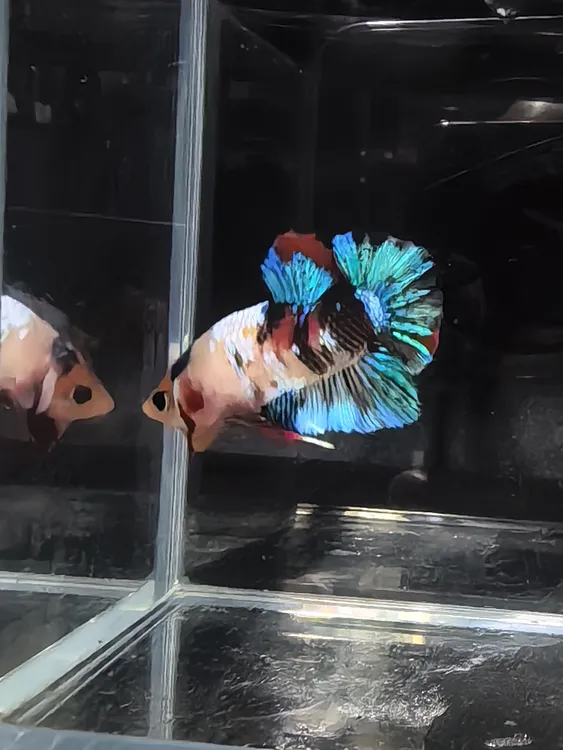 两条包邮 泰国斗鱼小型热带观赏鱼好养耐活适合懒人当宠物鱼