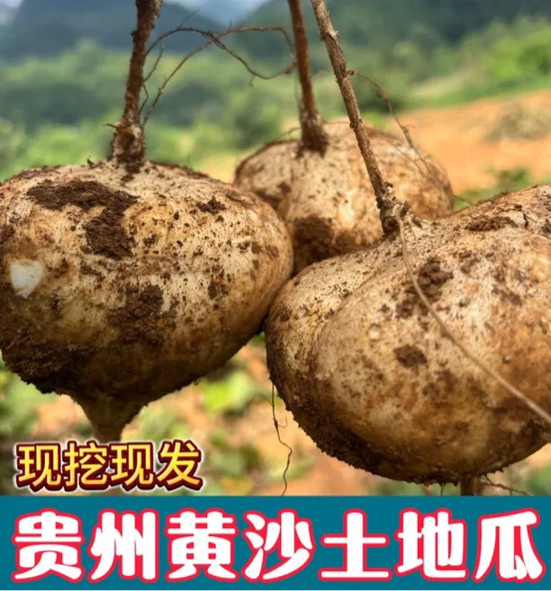 贵州高山黄沙土种植地萝卜地瓜凉薯脆甜多汁当季水果（现挖现发）