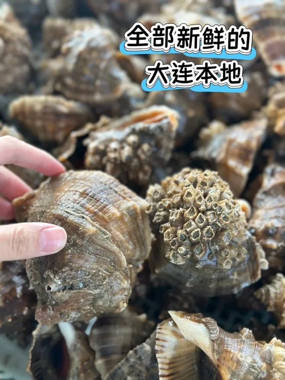 【顺丰空运】次日达 渤海湾纯野生海螺保鲜保活3斤 