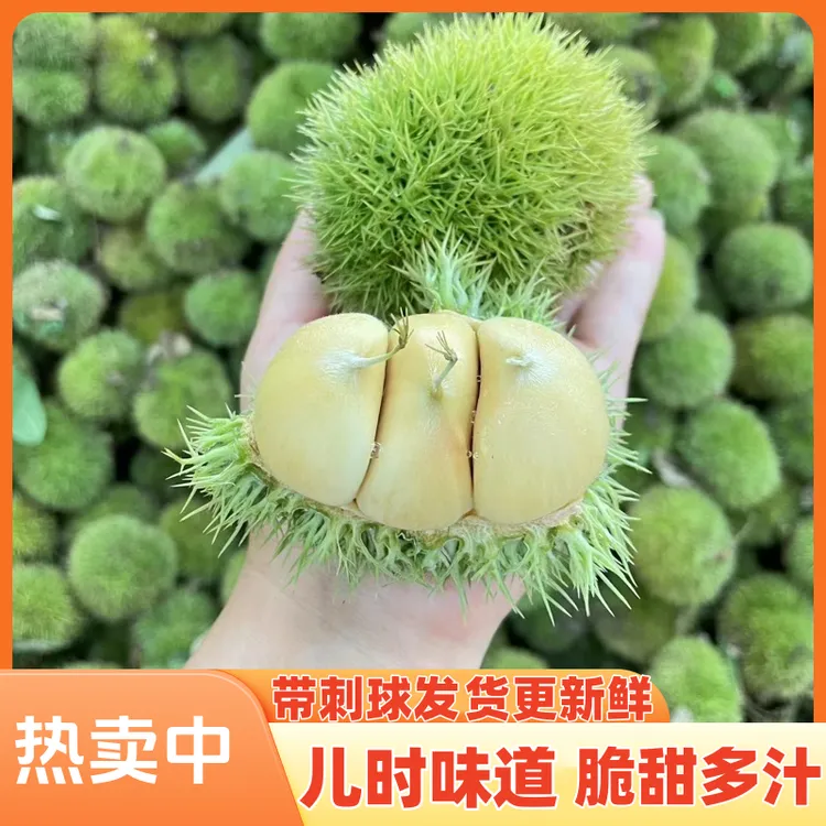 【头茬板栗刺球】云南2025年新鲜带刺球发货栗包毛球易剥内皮