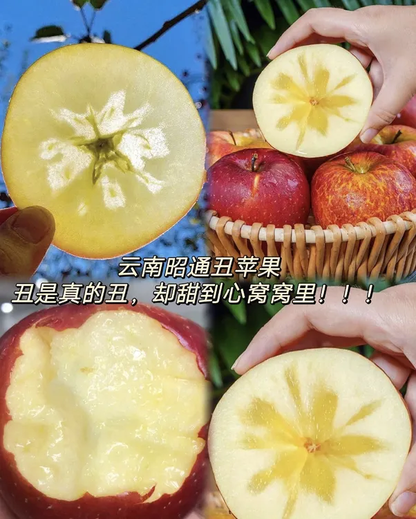 云南昭通丑苹果（大果大苹果朱有果）