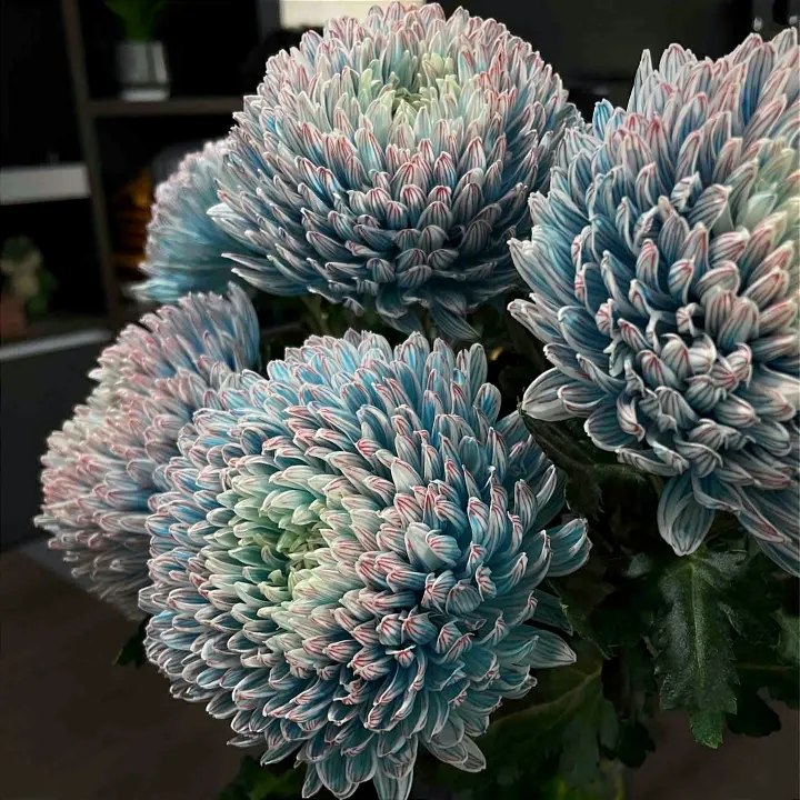 吸色牡丹菊鲜花丰岛品牌好养花期长室内水养瓶插观赏云南基地直发