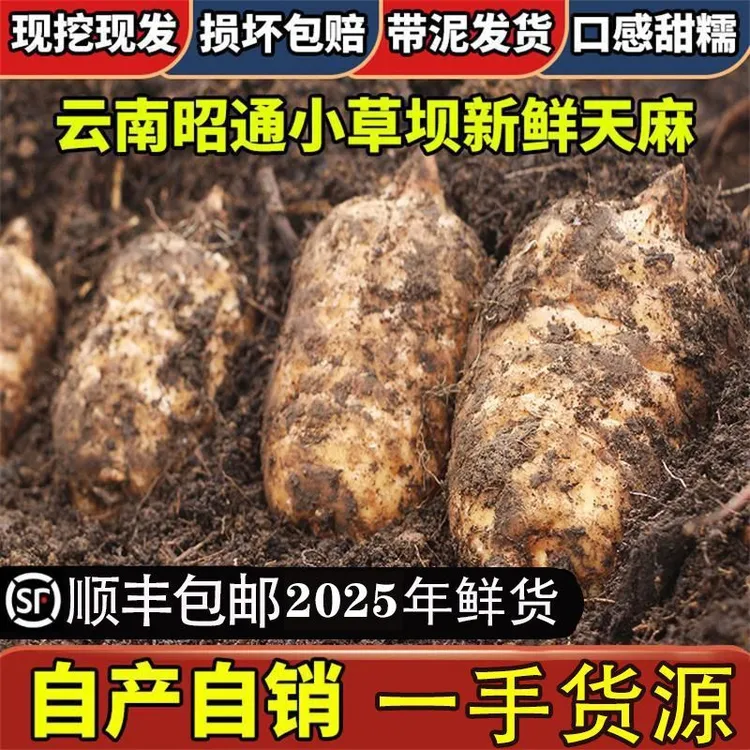 【新鲜现挖天麻】原产地云南昭通小草坝现挖现发新鲜天麻