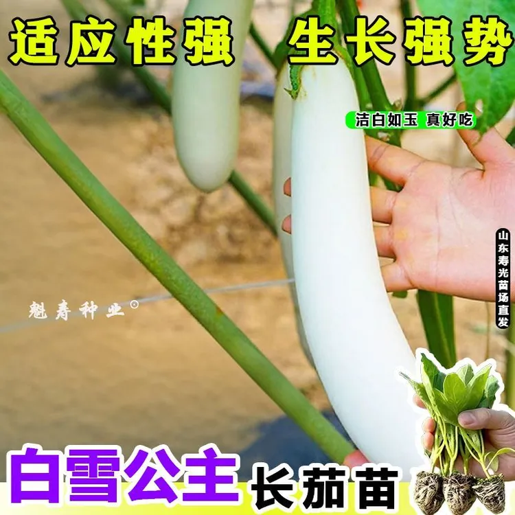 寿光早熟白色长茄秧苗白玉白雪公主白茄种子软糯香鲜抗病蔬菜种苗