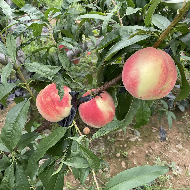 大红桃锦绣黄金珍珠枣油桃树苗年北方种植当年结果桃子果树