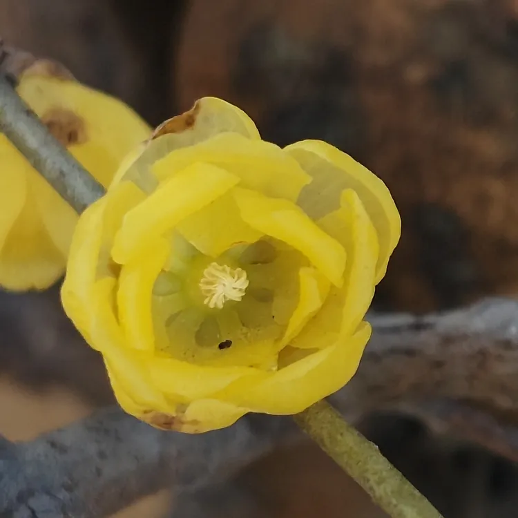 素心腊梅，带花苞浓香型耐寒冬季开花植物阳台盆栽！