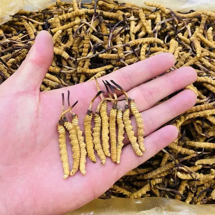 (那曲比如中草)西藏那曲精品干冬虫夏草滋补养生礼盒送礼(4根/克)