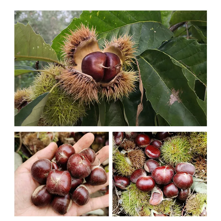 迁西板栗生鲜燕山板栗去壳甘栗老树油栗香甜糯粉唐山特产包邮