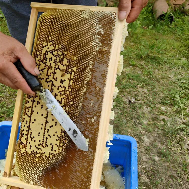 【假一罚万】赣南苏区成熟封盖蜜百花蜜深山百花蜜纯正无添加可送检