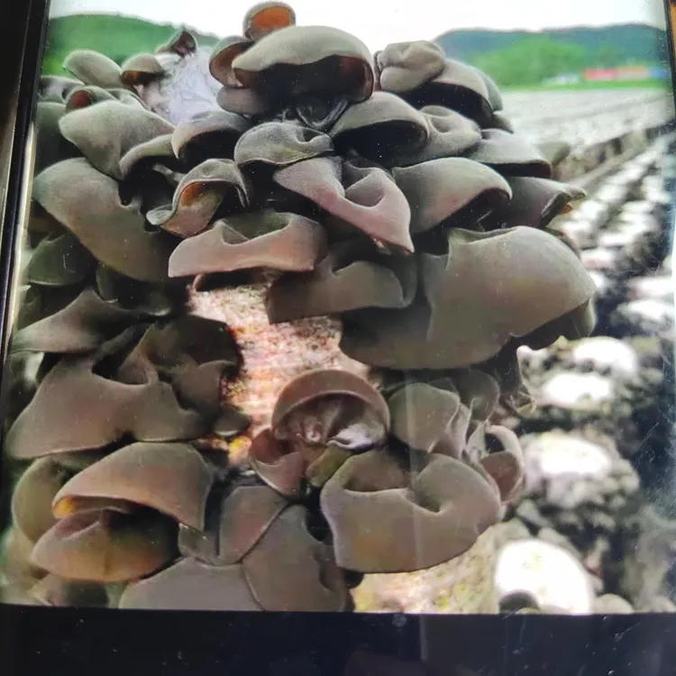 黑龙江东宁农户自产自销头茬木耳干货软糯Q弹干净无根炝拌菜