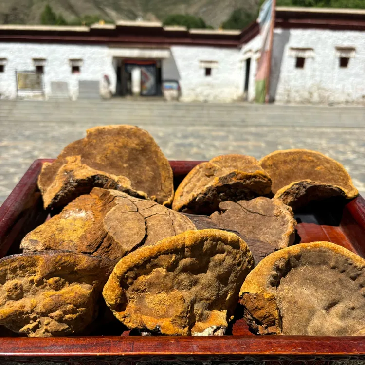 西藏桑黄整朵发货不切片不打粉
