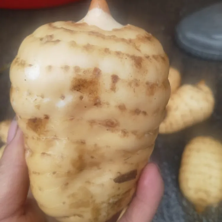 贵州赫章新鲜仿野生乌天麻林下种植现挖现发带泥土正宗