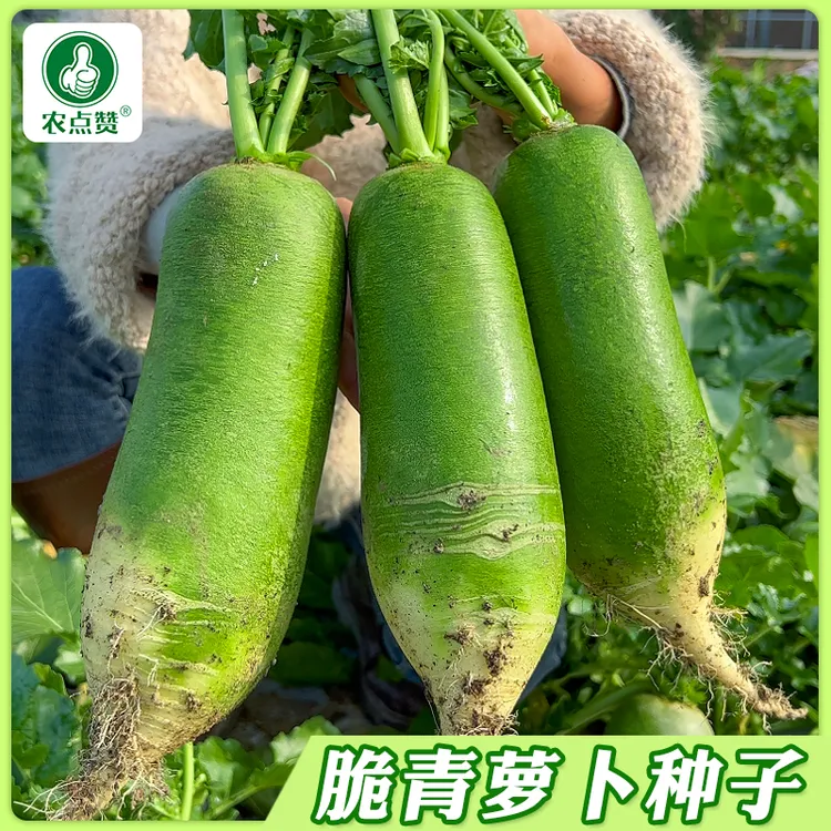 【甜脆水果青萝卜种子】生吃脆甜青绿肉高糖沙窝萝卜籽庭院阳台种孑