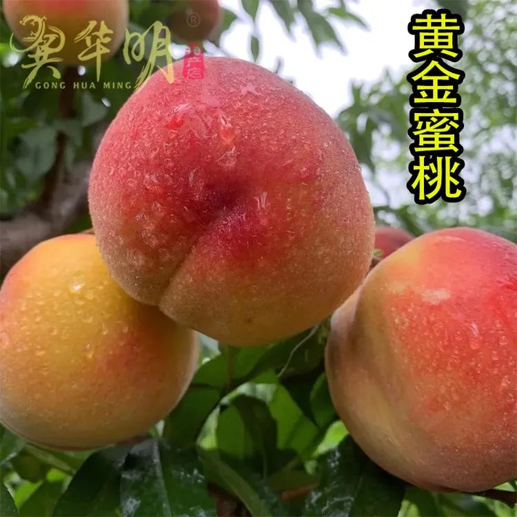 新鲜黄金蜜桃5斤桃子当季现摘水果脆甜春雪蜜桃大果孕妇整箱