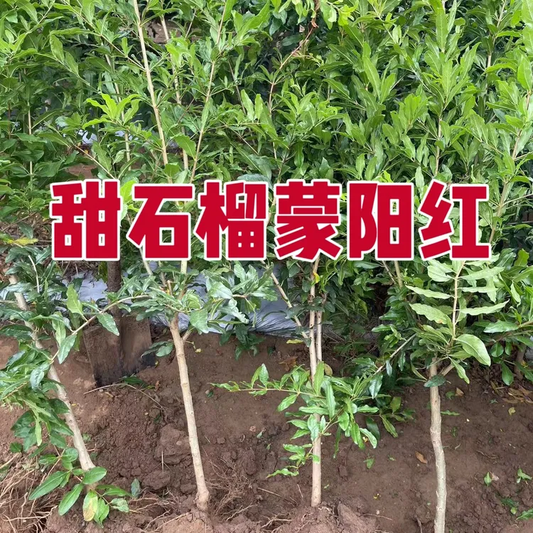 蒙阳红甜石榴树树苗盆栽地栽庭院耐寒甜果树红石榴大果甜石榴
