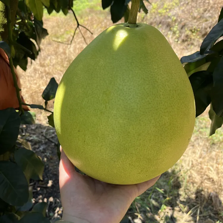 梅州松口高山三红蜜柚