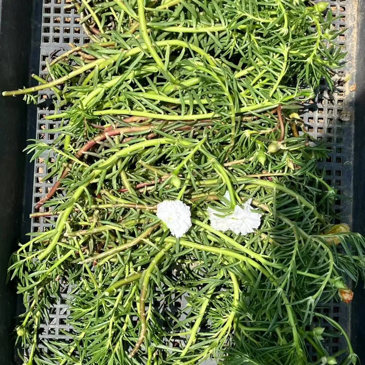 宿根重瓣太阳花多色品种多年生开花植物易活造型盆景20厘米左右