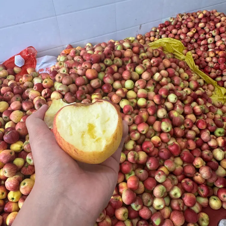云南红露苹果应季纯野生苹果包邮