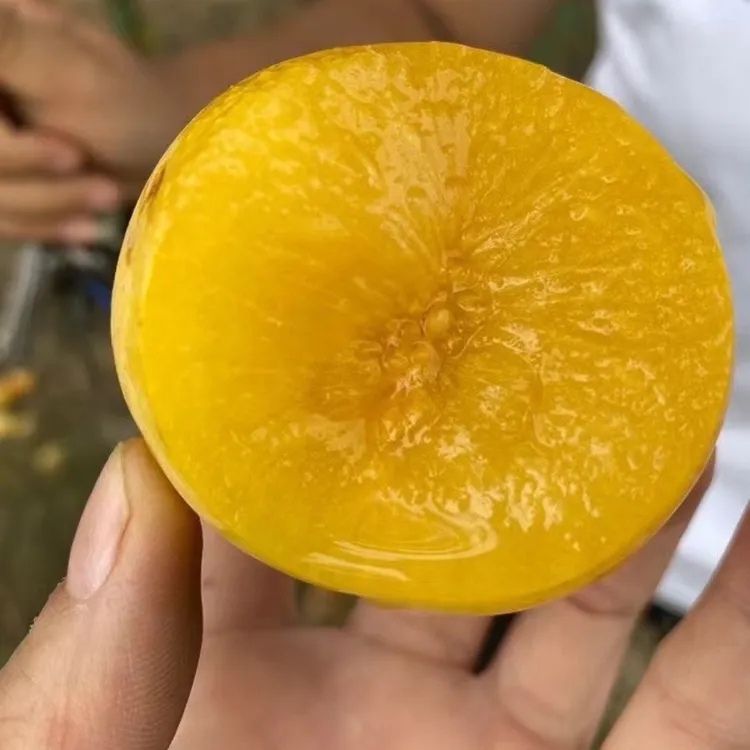 新疆风味皇后恐龙蛋杏李香甜可口风味十足