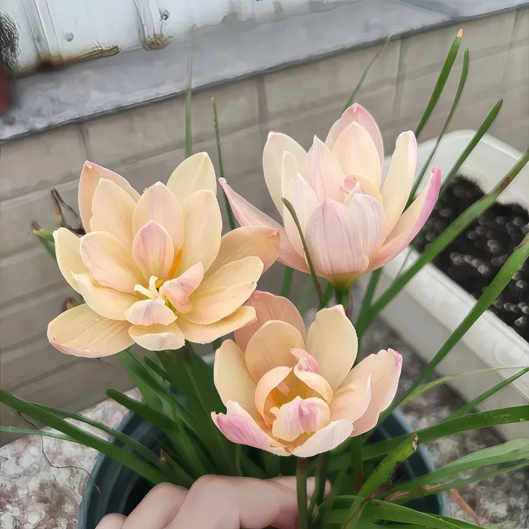 杏树女王风雨兰种球耐热耐寒【特价】种植清香型四季开重瓣阳台盆栽