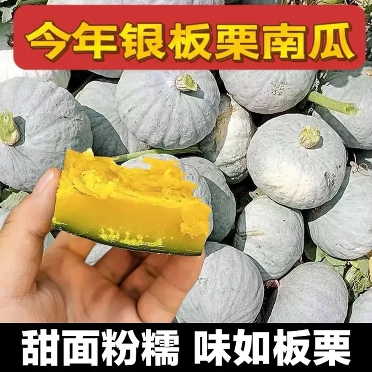 新疆直发银板栗南瓜新鲜粉糯甜有板栗味可作宝宝辅食