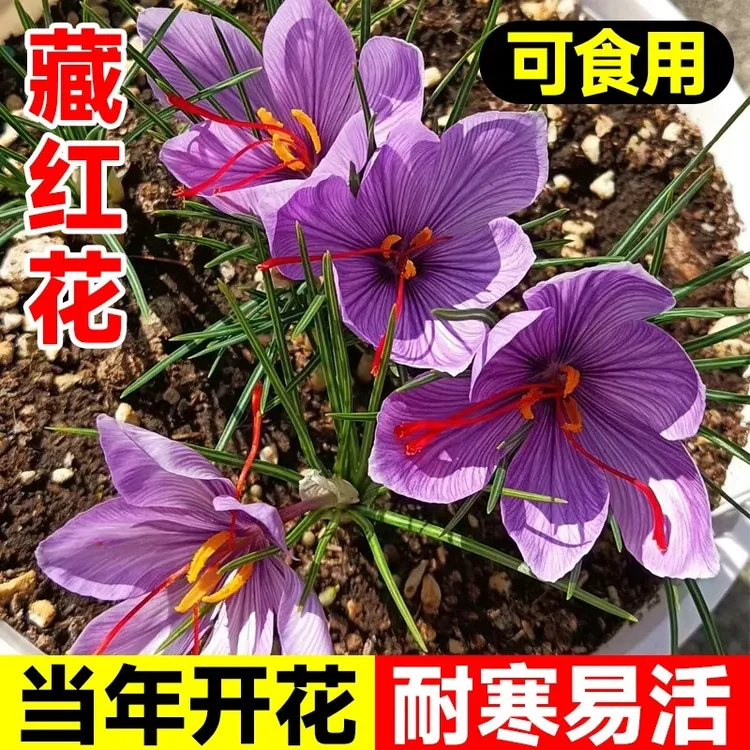 药用藏红花种球盆栽耐寒花卉植物食用番红花种子苗药材四季种植苗