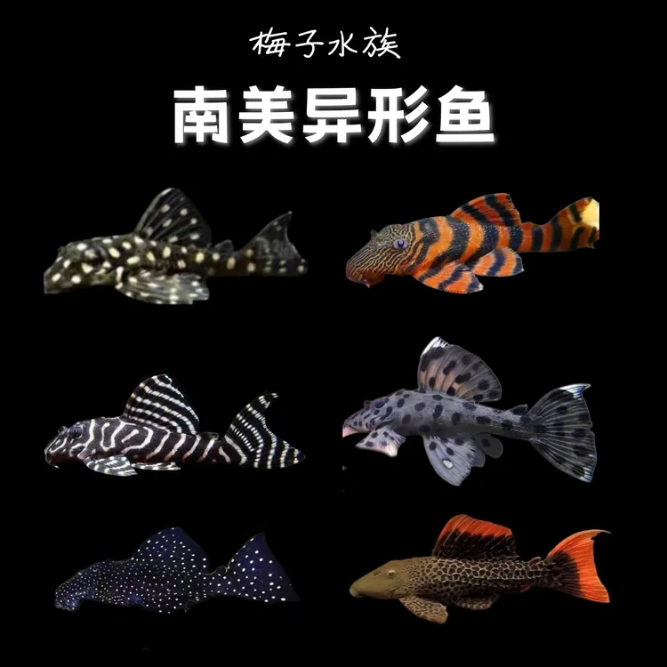 帝王血钻阿莲卡红老虎皇后雪球老鼠斑帝王迷宫熊猫异形鱼工具鱼