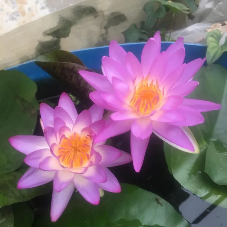 ｛紫二｝香水型大睡莲根块水培植物四季盆栽适用于庭院鱼池