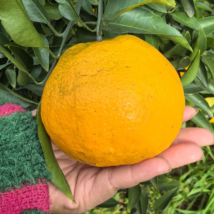 四川春见耙耙柑果园产地直发