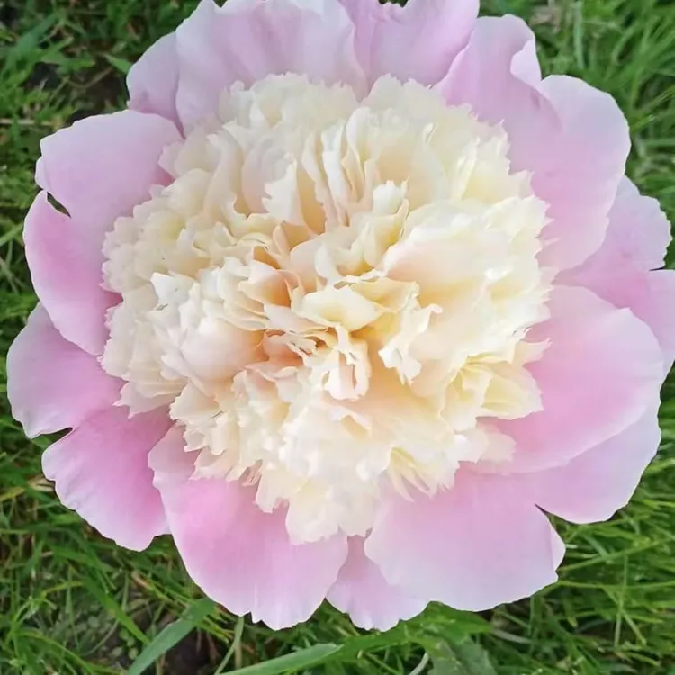 【进口芍药种苗-经典接触】复色中期 地栽种植 秋季裸根发苗 包对版