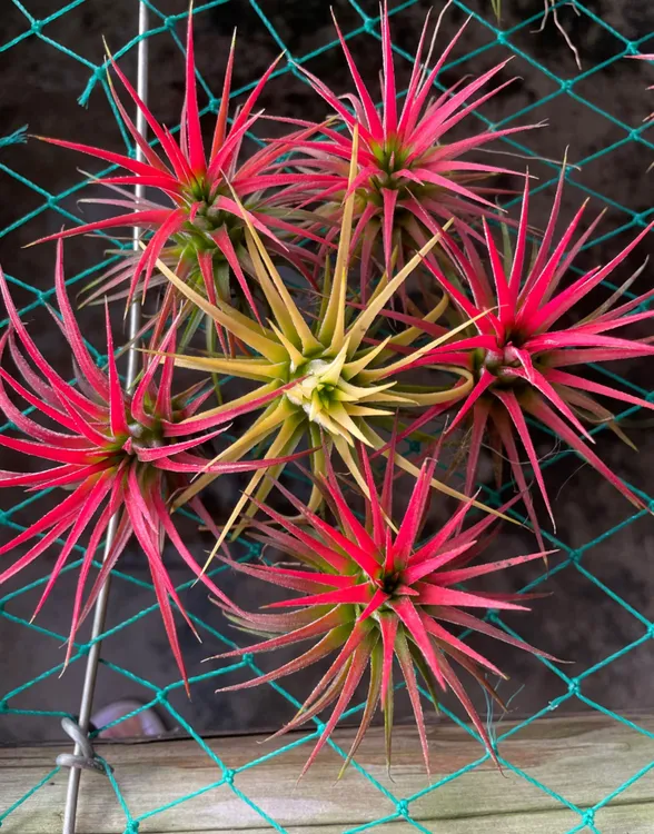 红精灵黄精灵空气凤梨室内观叶植物精致精灵适合桌面摆放