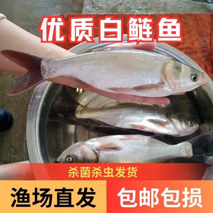 【活体】优质白鲢鱼跳鲢鲢子观赏鱼淡水鱼超萌好物 大型渔场直发