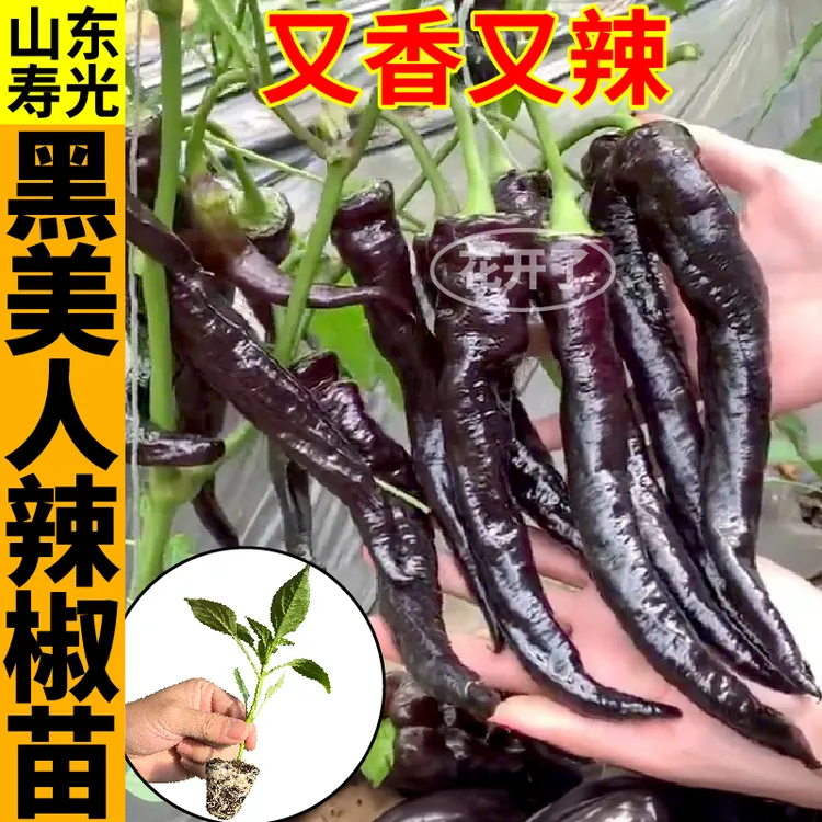 大果黑美人辣椒苗秧香辣紫螺丝椒黑妃陇椒种子带土球寿光四季盆栽