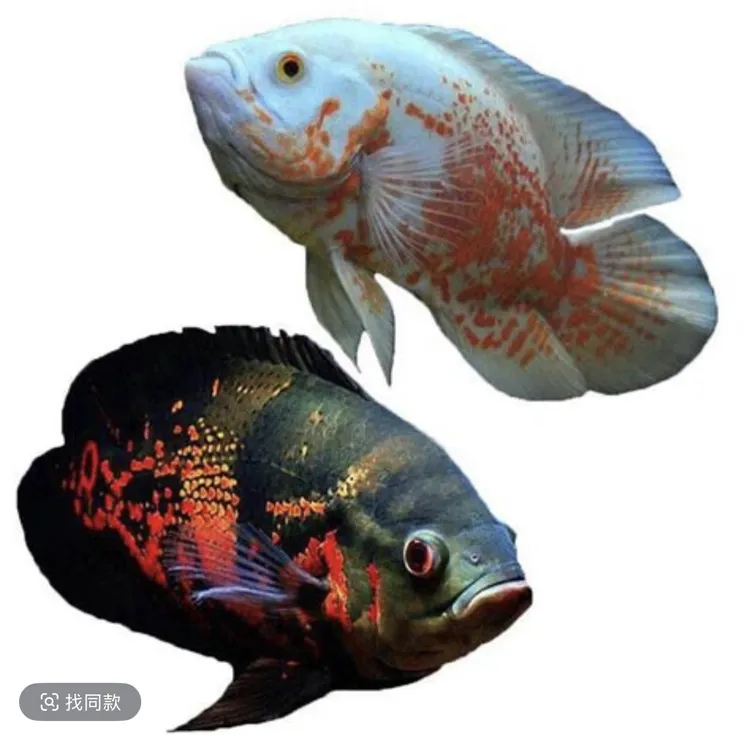 黑白血地图鱼热带观赏鱼11-13公分左右黑图白图血图鱼缸清洁工鱼