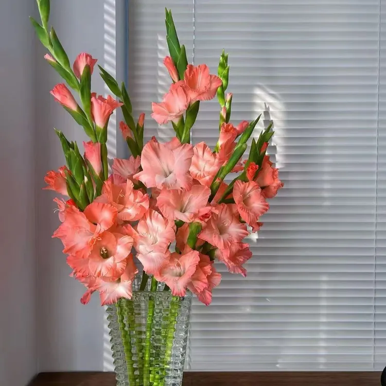 广州剑兰鲜花唐菖蒲节节高