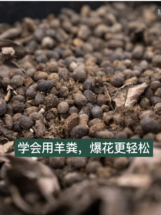 腐熟发酵颗粒有机肥养花种菜果树盆栽土壤活化剂农用肥料发酵羊粪