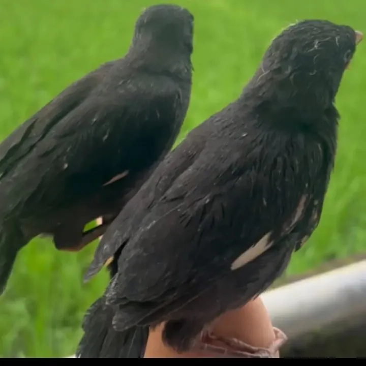 今年头窝文鸟黑八哥回家可手养可教说话