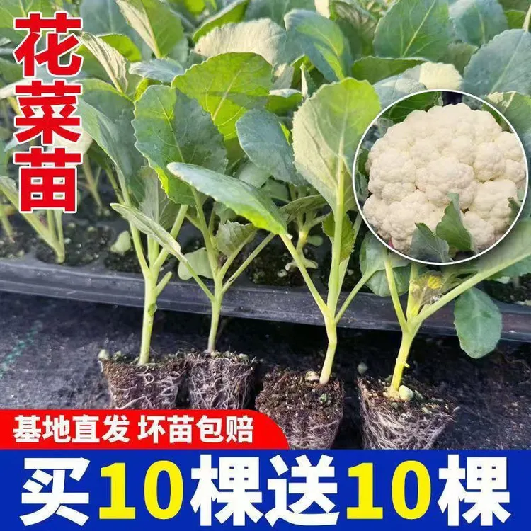 有机花菜苗秧苗青梗花椰菜四季松花种苗花椰菜耐热抗寒冬季易成活