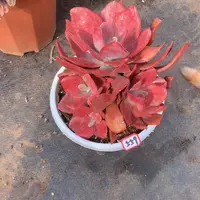 九号一物一拍多肉559砖石锦
