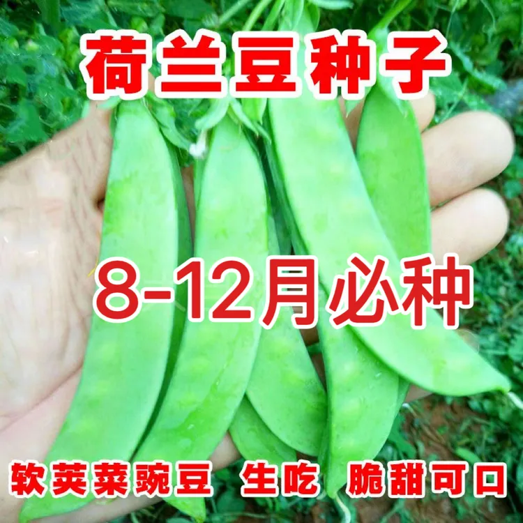 甜脆荷兰豆种子菜豌豆双花双夹高产耐寒农家自种秋冬季豆角菜种子
