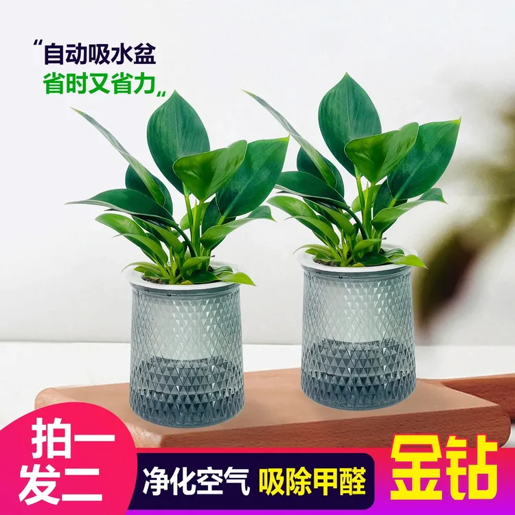 【买一送一】四季常青金钻盆栽金钻绿公主盆栽花卉室内水培好养绿植
