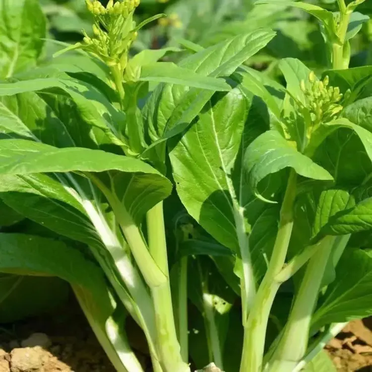 菜苔苗秧苗带土球发货简单易种植蔬菜秧苗露天庭院室内阳台蔬菜苗