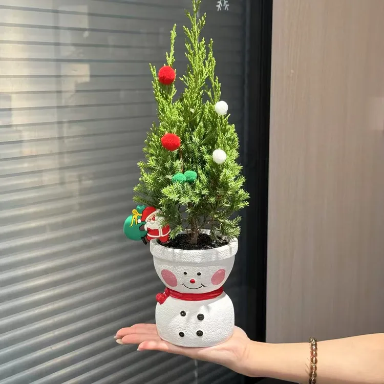 雪人塔柏圣诞树盆栽室内外好养四季常青净化空气绿植